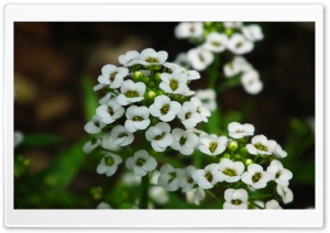 Small Little White Flowers