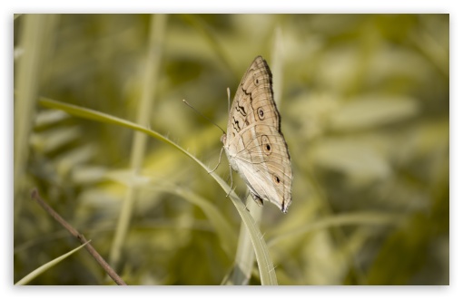 Download Butterfly Pale Grass Green UltraHD Wallpaper