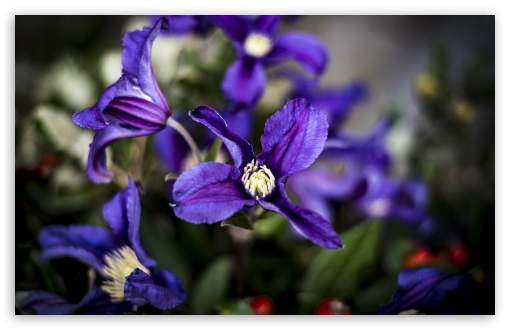 Download Purple Clematis Flowers UltraHD Wallpaper