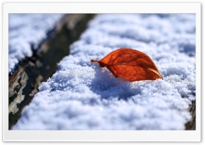Leaf On Snow