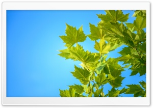 Green Maple Leaves, Blue Sky