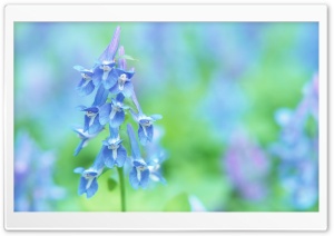 Soft Focus Small Blue Flowers