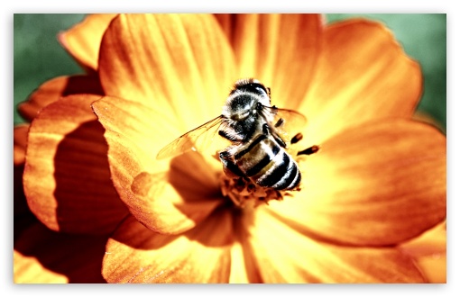 Download Bee on Flower UltraHD Wallpaper