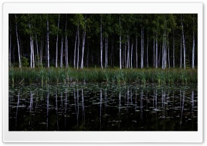 Birch Trees Forest, Lake...