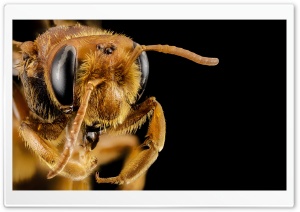 Andrena Bee Head Macro, Oman