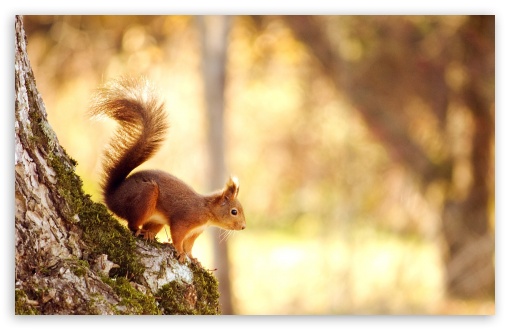 Download Squirrel UltraHD Wallpaper
