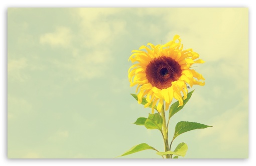 Download Sunflower UltraHD Wallpaper