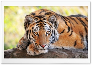 Beautiful Young Tiger