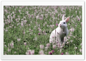 Rabbit In Flower Field