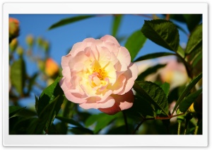 Yellow Pink Rose Garden Flower