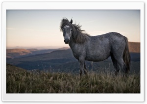 Beautiful Wild Horse