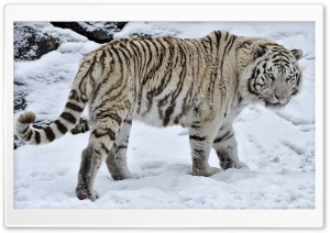 White Tiger On The Snow