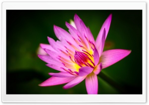 Pink Water Lily