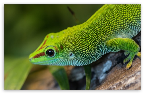Download Green Anole Arboreal Lizard UltraHD Wallpaper
