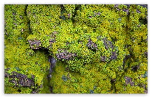 Download Lichens On Rock UltraHD Wallpaper