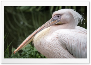 White Pelican Bird Close-up