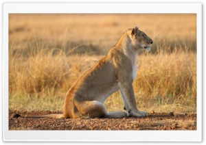 Lioness On Yellow Grass