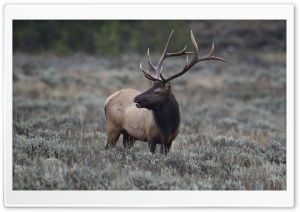 Elk, Grand Teton National...
