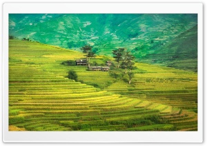 Rice Terraces, Mountain