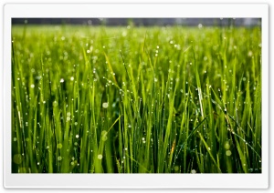 Summer Grass