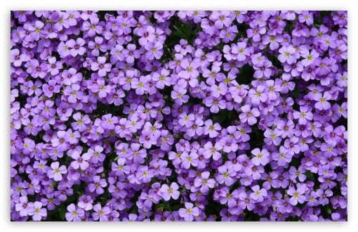 Download Aubrieta Flowers UltraHD Wallpaper