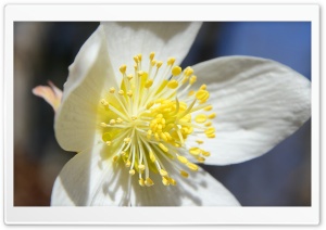 White Hellebore Flower Macro