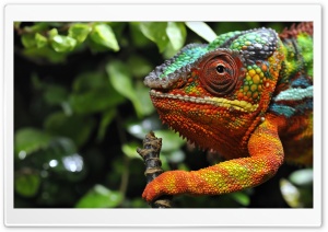 Chameleon Changing Color Macro