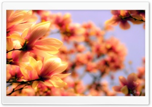 Magnolia Petals