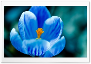 Blue Crocus