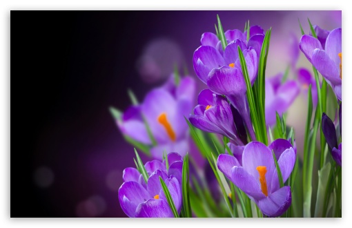 Download Spring Blooms UltraHD Wallpaper