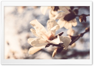 Pale Spring Flowers