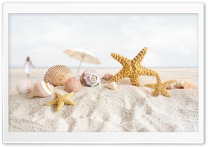 Seashells And Starfish On The...