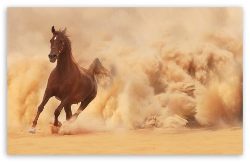 Download Horse UltraHD Wallpaper