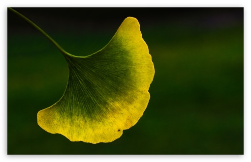 Download Ginkgo Leaf Macro UltraHD Wallpaper