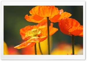 Orange Poppies