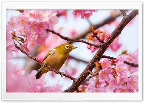 Yellow Bird on a Cherry...