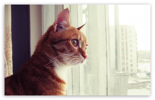 Download Curious Cat UltraHD Wallpaper
