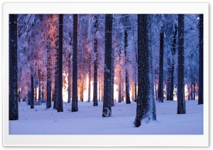 Forest Trees Winter