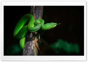 Bright Green Pit Viper Snake
