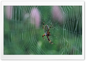 Spider With Colorful Stripes