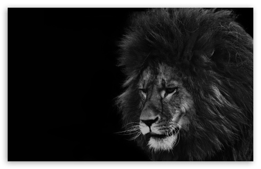 Download Lion Black and White UltraHD Wallpaper