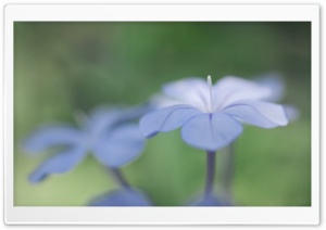Light Blue Flower Macro