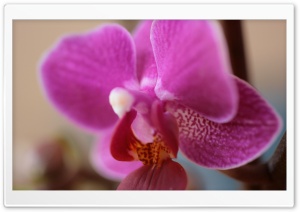 Purple Orchid