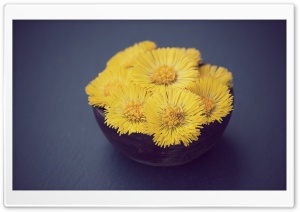 Coltsfoot