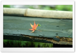 Red Leaf On The Bench