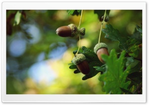 Acorns