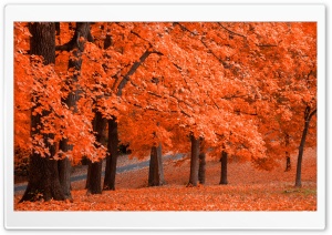 Beautiful Autumn Leafage