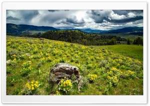 Yellowstone Wildflowers