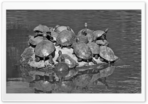 Turtles Black and White