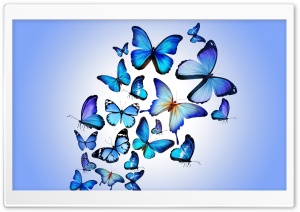 Butterflies